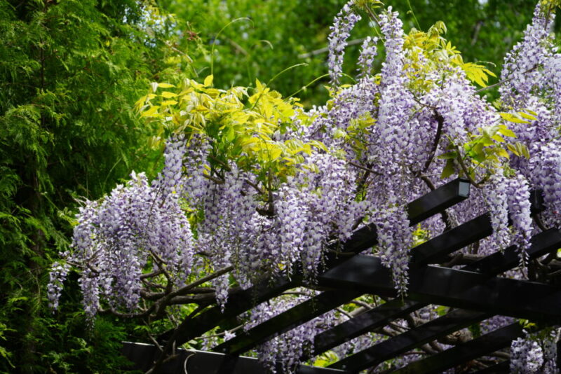 豊平公園 藤の花