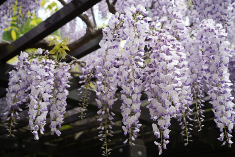豊平公園 藤の花
