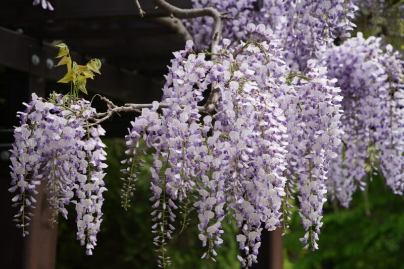 豊平公園 藤の花