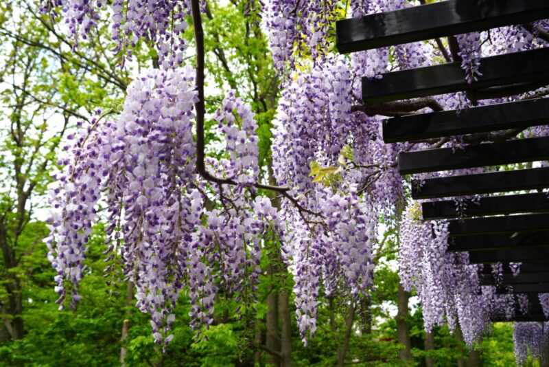 豊平公園 藤の花