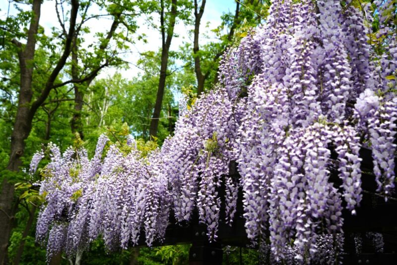 豊平公園 藤の花