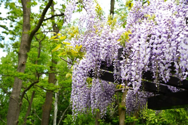 豊平公園 藤の花