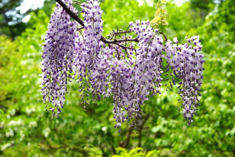 豊平公園 藤の花