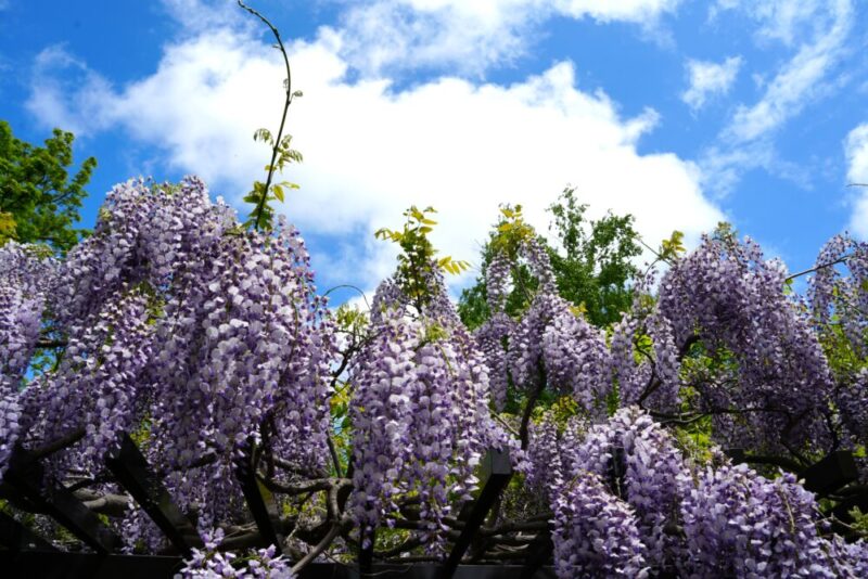 豊平公園 藤の花