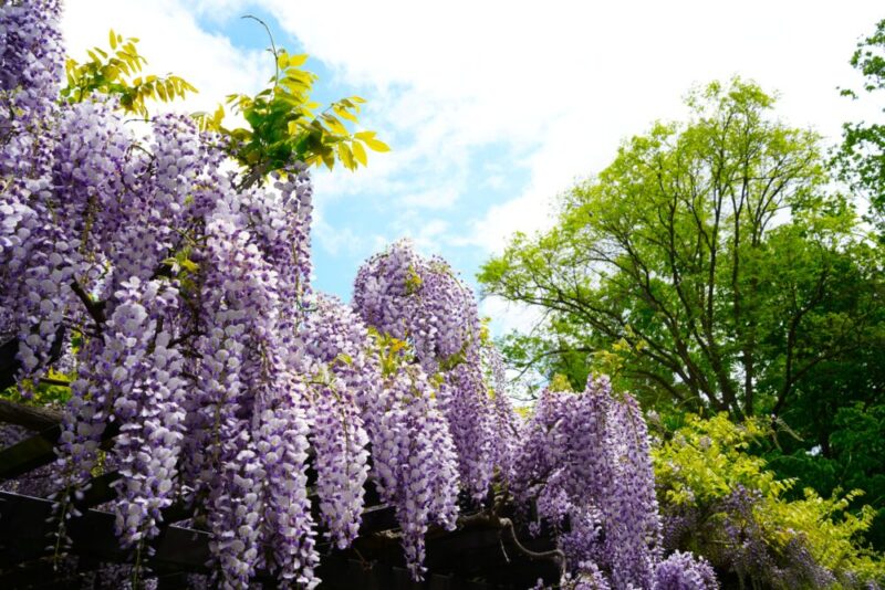 豊平公園 藤の花