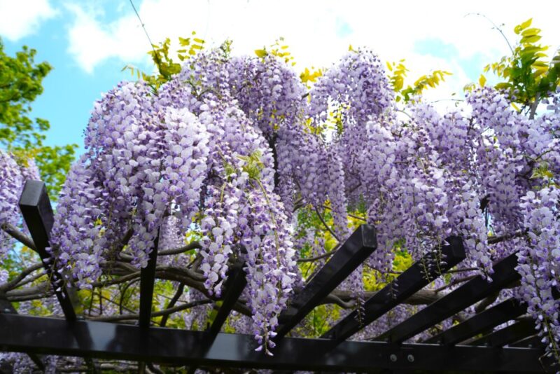豊平公園 藤の花