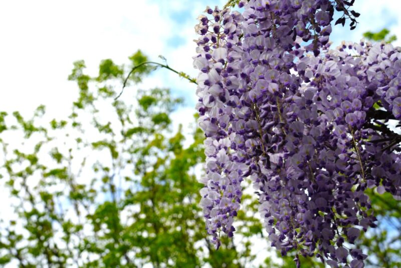豊平公園 藤の花