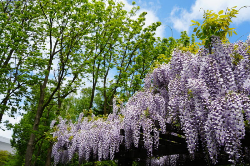 豊平公園 藤の花
