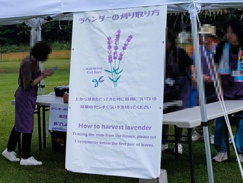 さっぽろ羊ヶ丘展望台 ラベンダー刈り取り体験2025