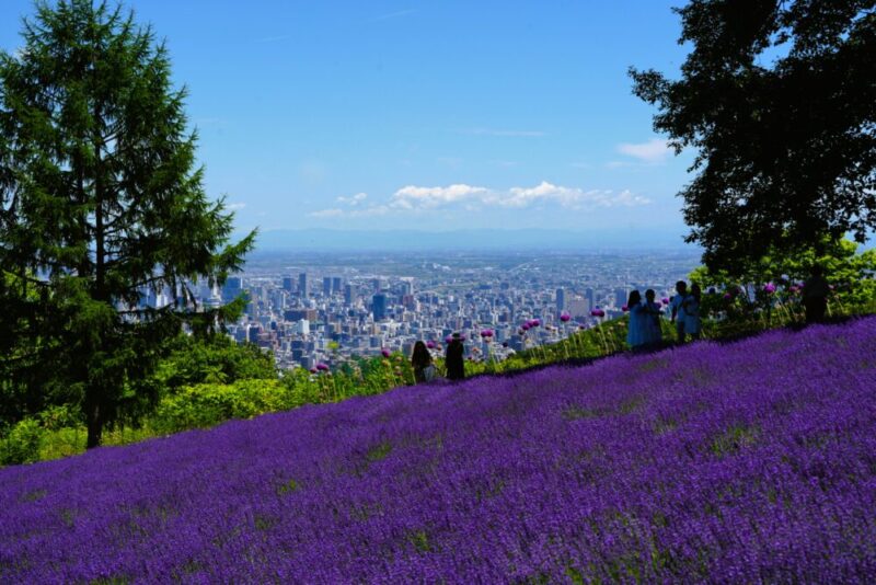 幌見峠ラベンダー園