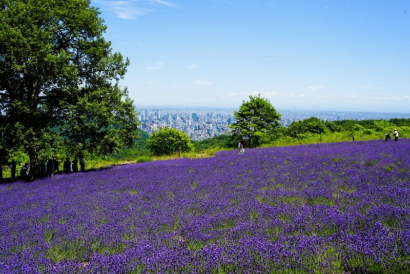 幌見峠ラベンダー園