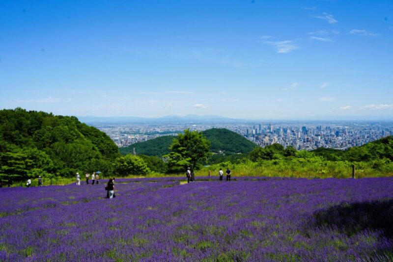 幌見峠ラベンダー園