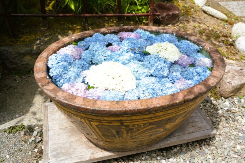 小樽貴賓館 あじさい 花手水