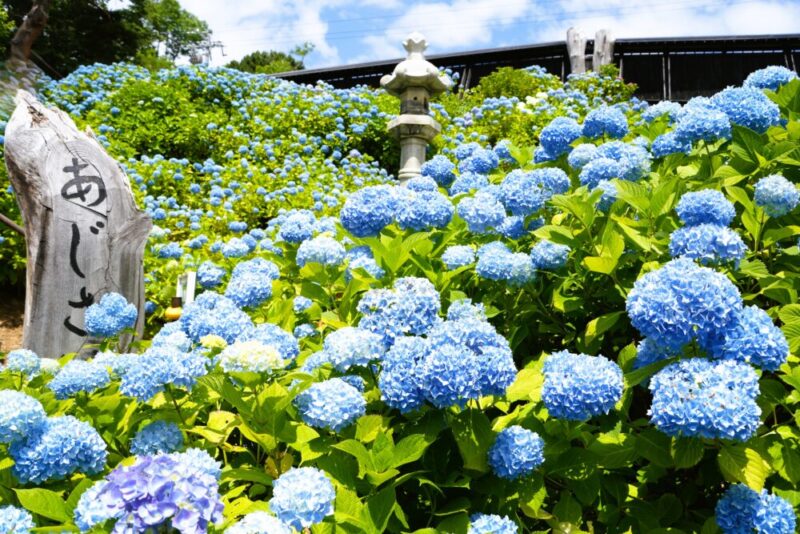 小樽貴賓館 あじさい庭園 咲き誇るアジサイ