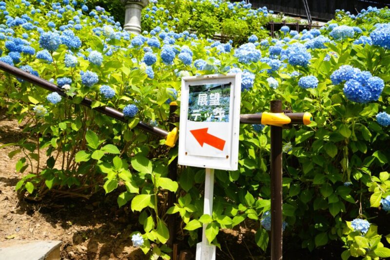 小樽貴賓館 あじさい庭園 展望デッキへの案内