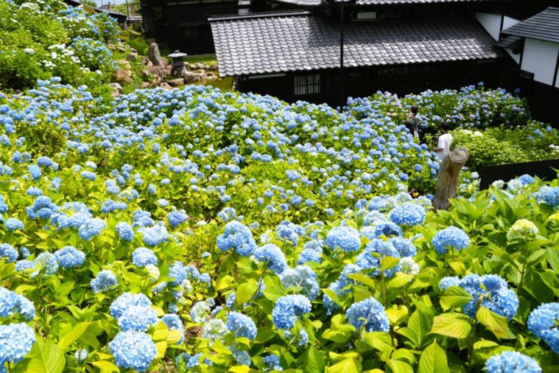 小樽貴賓館 あじさい庭園 展望デッキから見たアジサイ