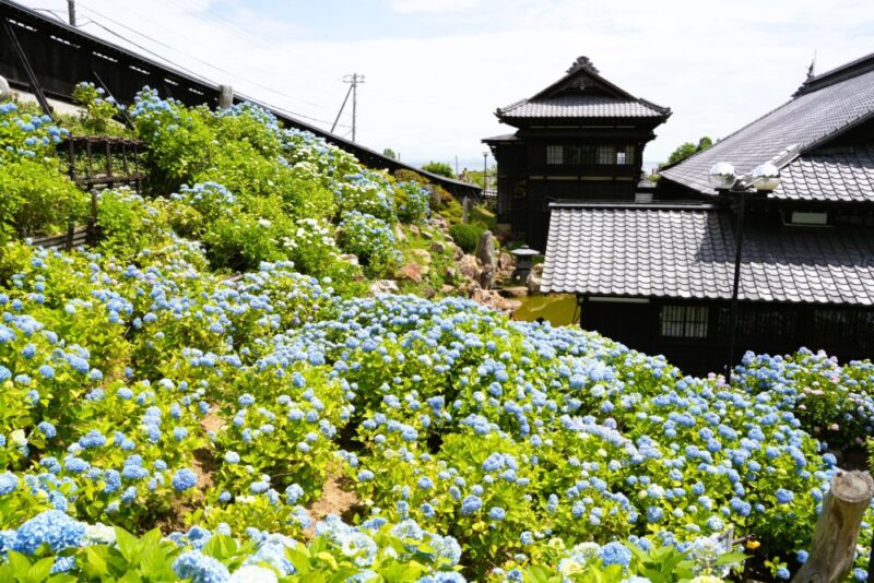 小樽貴賓館 あじさい庭園 アジサイの奥に見える海