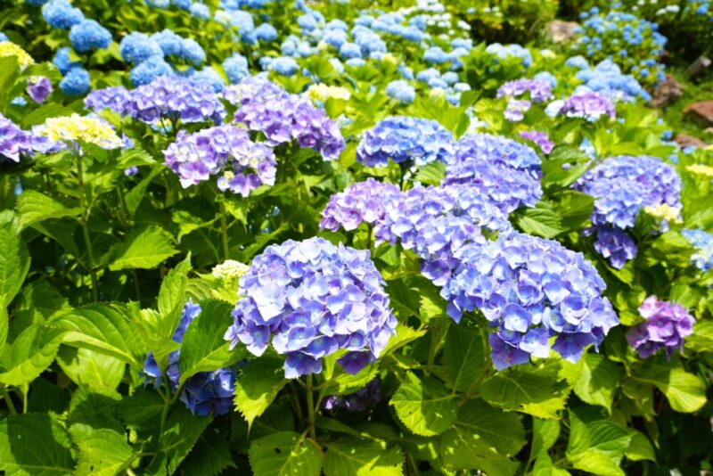 小樽貴賓館 あじさい庭園 薄紫のアジサイ