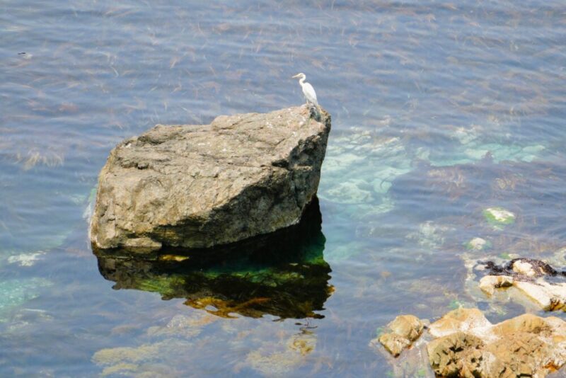 積丹 島武意海岸 シラサギ