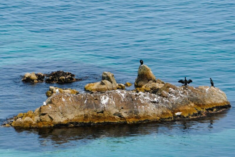 積丹 島武意海岸 カワウ