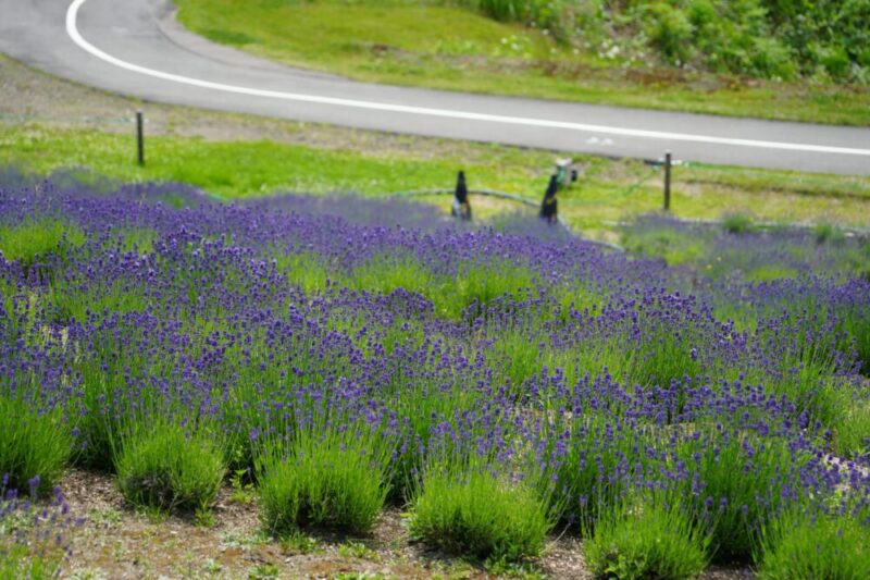 真駒内滝野霊園 ラベンダー祭 遊歩道