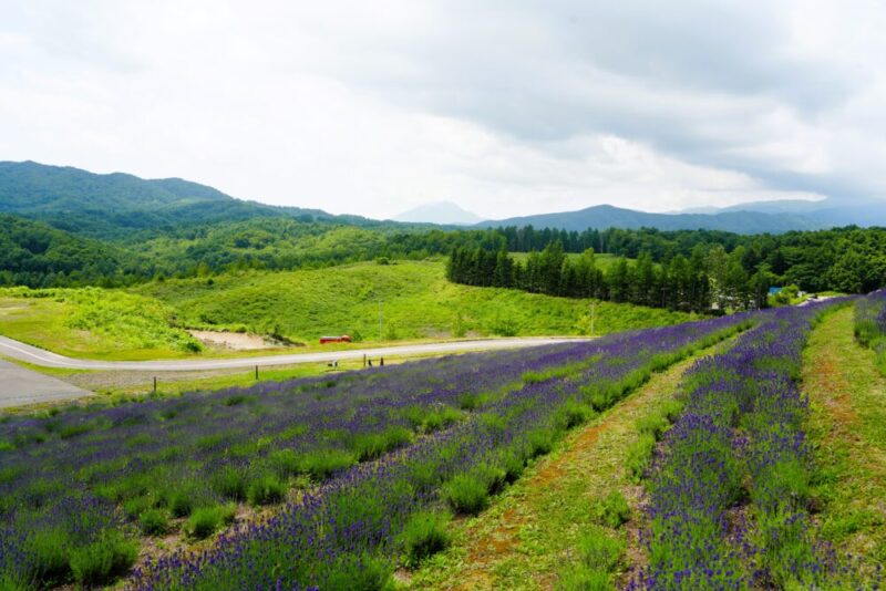 真駒内滝野霊園 ラベンダー祭 遊歩道