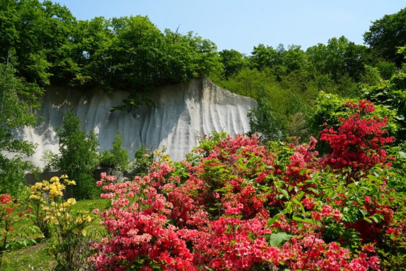 石山緑地 札幌軟石とエゾヤマツツジ