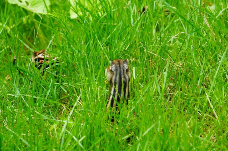 小樽天狗山シマリス公園 緑の中のシマリス