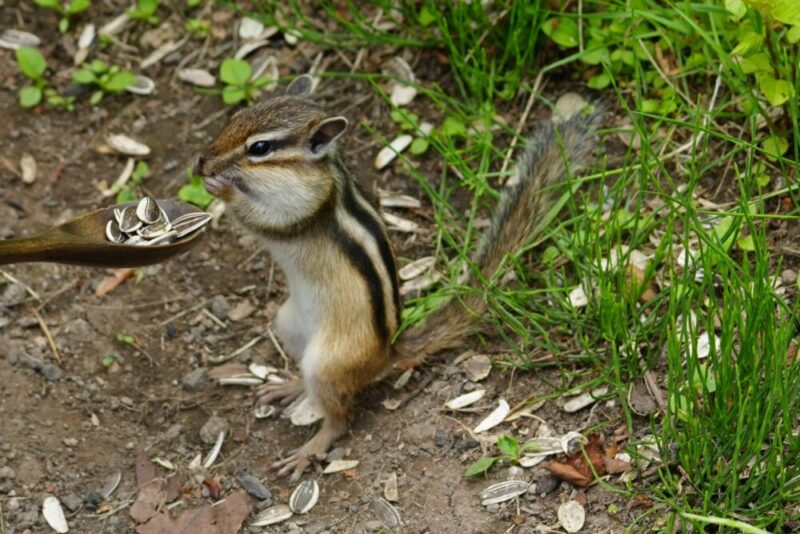 小樽天狗山シマリス公園 スプーンからエサを食べるシマリス