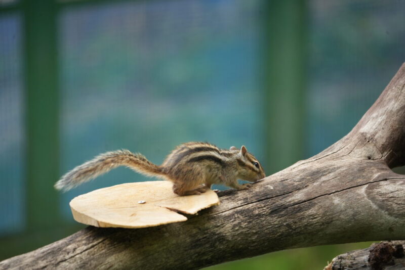 小樽天狗山シマリス公園 木の上を走るシマリス