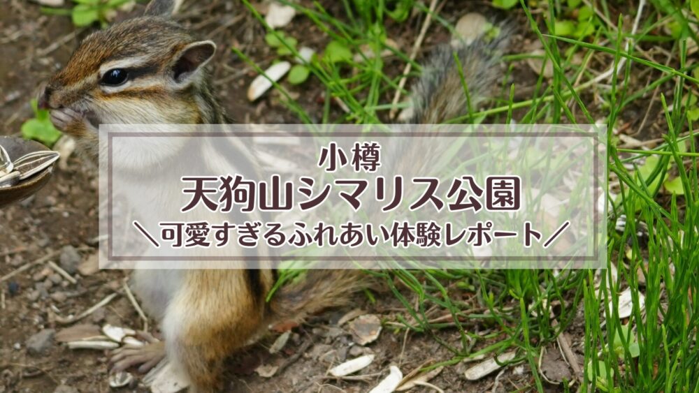 小樽天狗山シマリス公園へ！可愛すぎるふれあい体験レポート