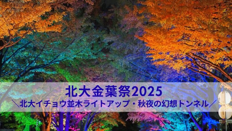 北大金葉祭2025｜開催情報と過去のライトアップ風景を写真で振り返り！黄金のイチョウ並木が幻想的