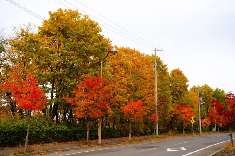 石山緑地の紅葉 札幌市南区