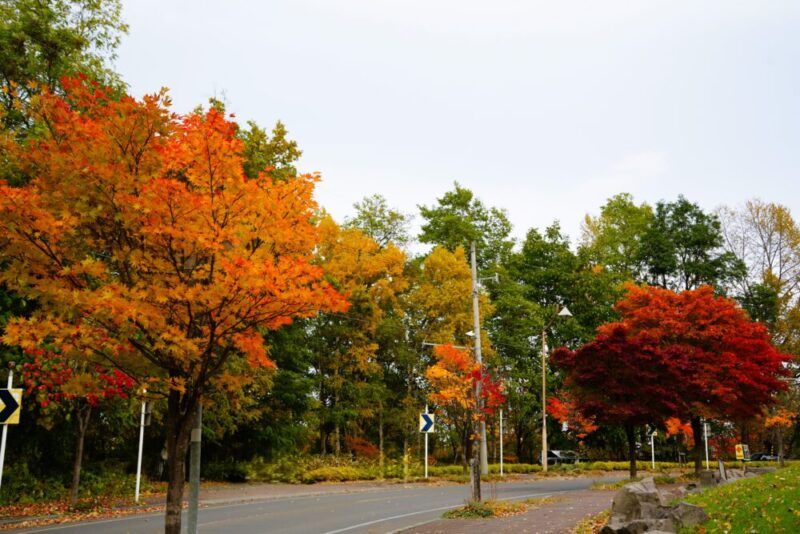 石山緑地の紅葉 札幌市南区