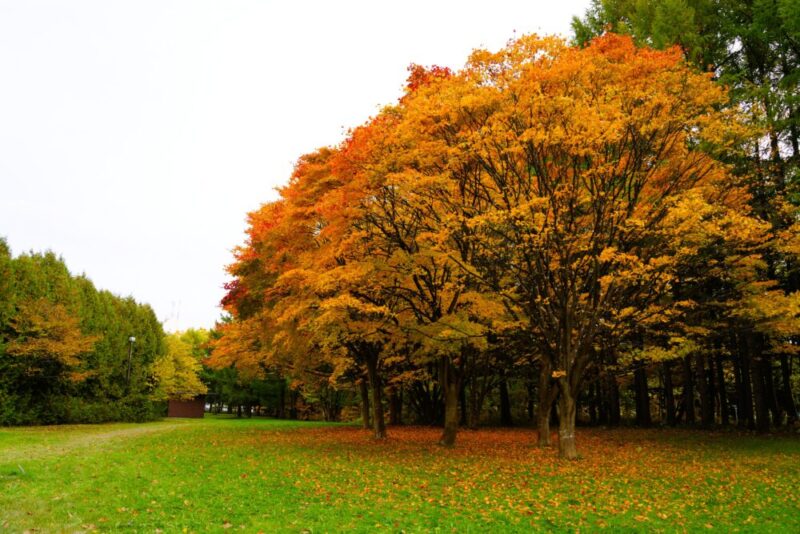 真駒内公園紅葉
