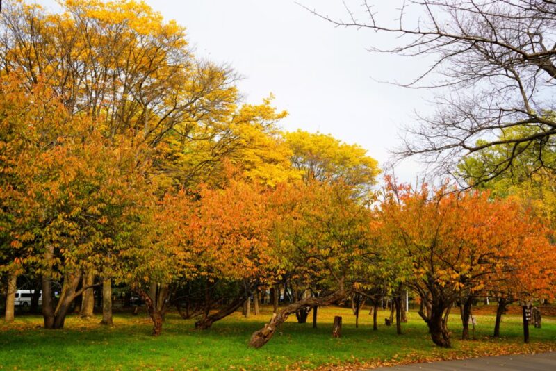 真駒内公園紅葉
