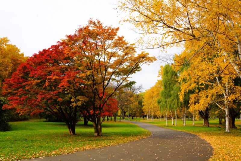 真駒内公園紅葉