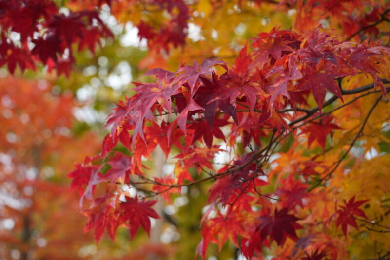 真駒内公園紅葉