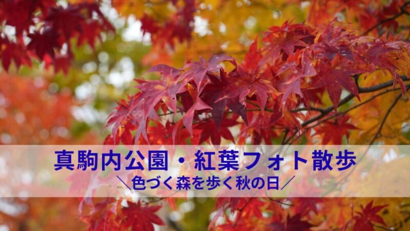 真駒内公園・紅葉フォト散歩｜色づく森を歩く秋の日