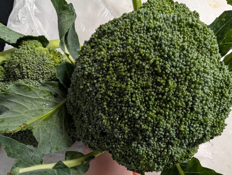 ロピア中の島店 ブロッコリー