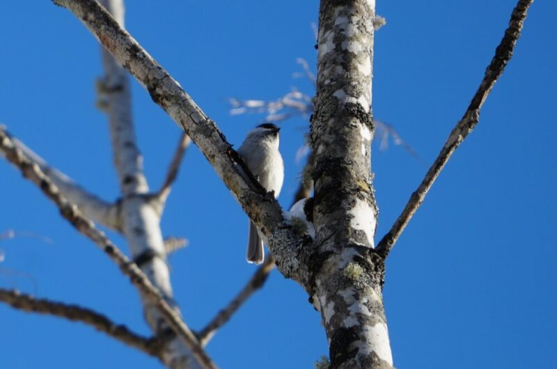 鱒見の滝までの間に出会った鳥