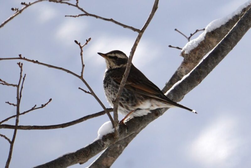 鱒見の滝までの間に出会ったツグミ
