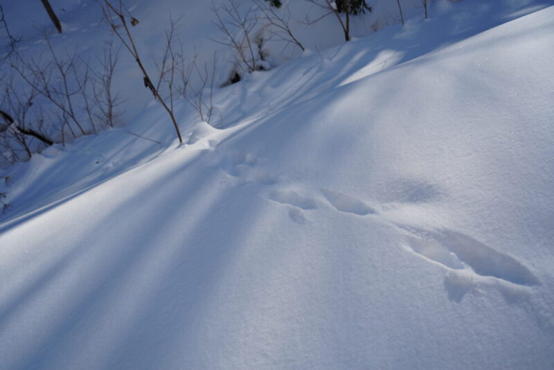 鱒見の滝までのルート 動物の足跡