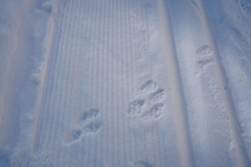 鱒見の滝までのルート 動物の足跡