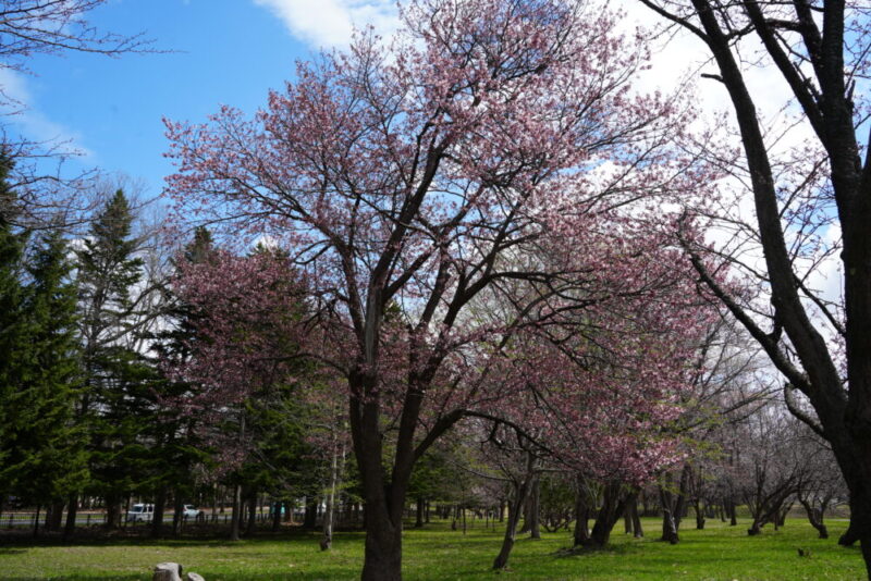 真駒内公園 桜開花状況2026