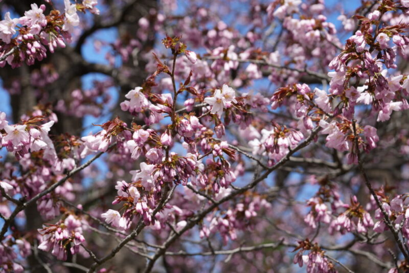 真駒内公園 桜開花状況2026