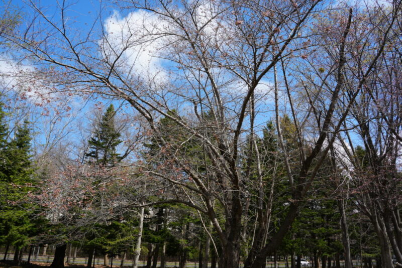 真駒内公園 桜開花状況2026