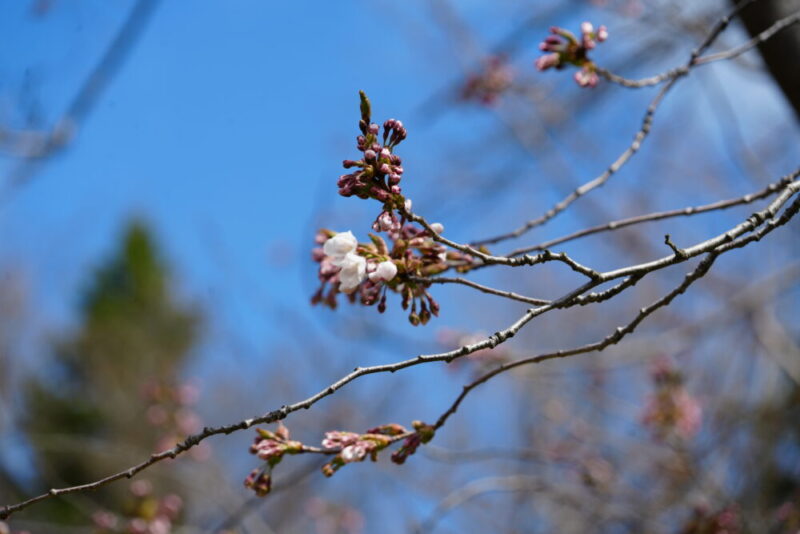 真駒内公園 桜開花状況2026