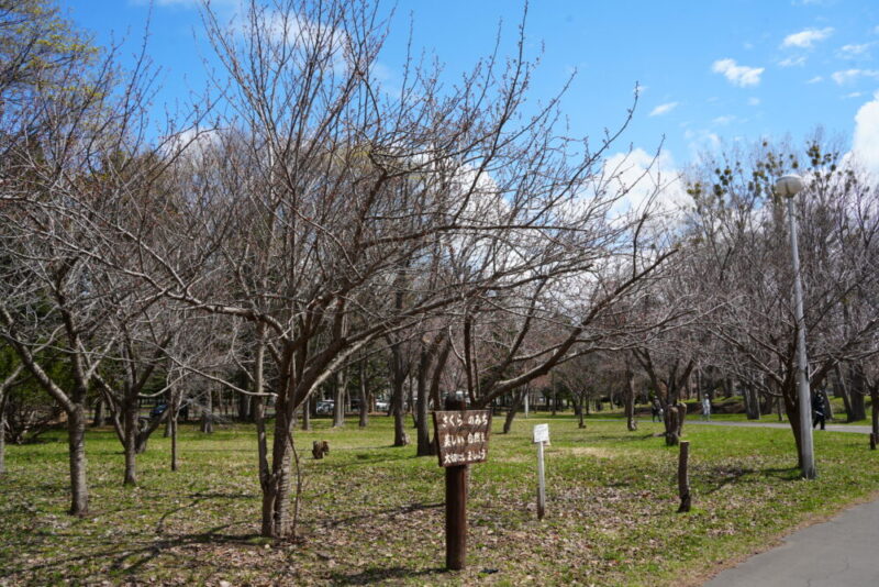 真駒内公園 桜開花状況2026