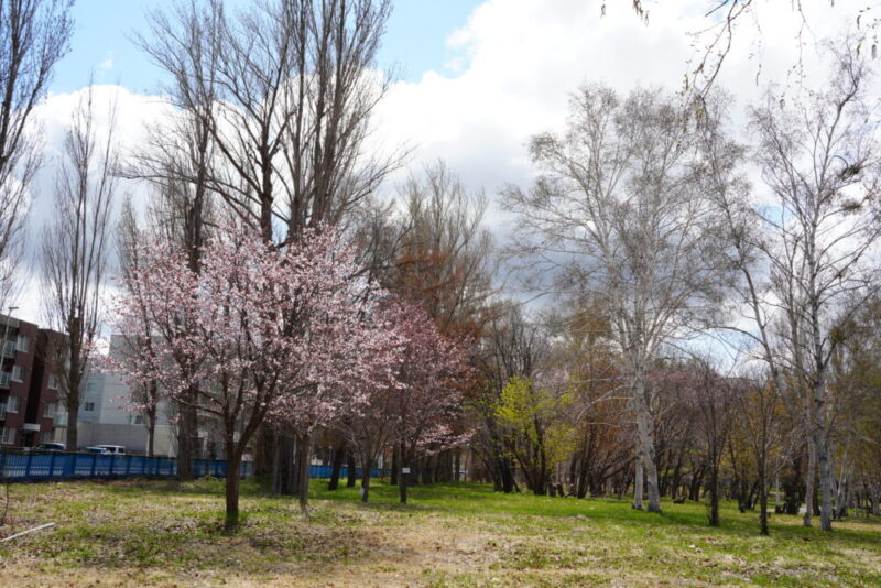 真駒内公園 桜開花状況2026